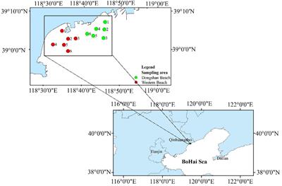 Seasonal and anthropogenic influences on bacterioplankton communities: ecological impacts in the coastal waters of Qinhuangdao, Northern China